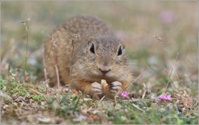 <p>SYSEL OBECNÝ (Spermophilus citellus) /European ground squirrel - Europäischer Ziesel/</p>